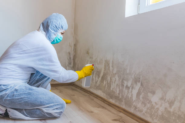 Licensed Commercial Mold Remediation service in Hickory Corners, MI - WQB Mold Removal